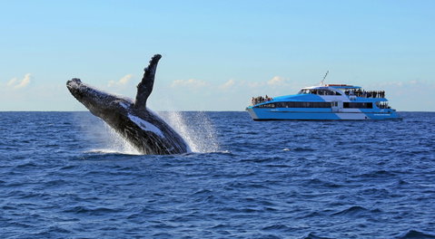 Whale Watching Cruises - Northern Rivers Accommodation 0