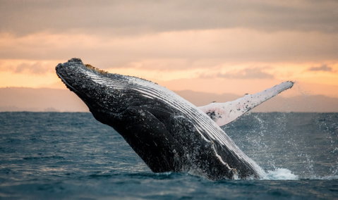 Whale Watching Cruises - Northern Rivers Accommodation 2