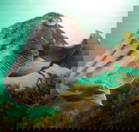 Whyalla Maritime Museum - Cuttlefish Capers - Northern Rivers Accommodation