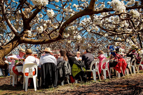 Young Cherry Blossom Long Lazy Lunch - Northern Rivers Accommodation 0