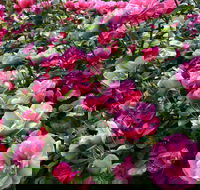 2020 Woolmers Estate Festival of Roses - Northern Rivers Accommodation