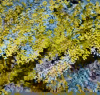 Australian Wattle Day  the Old Bus Depot Markets - Northern Rivers Accommodation