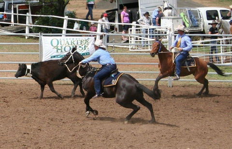 Dalgety Team Penning - Northern Rivers Accommodation 0
