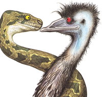 Edward The Emu - Northern Rivers Accommodation