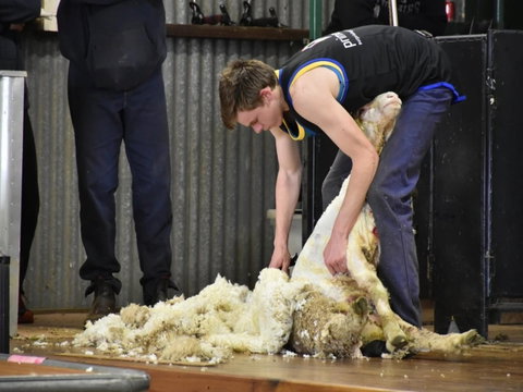 Forbes Show - Northern Rivers Accommodation 1