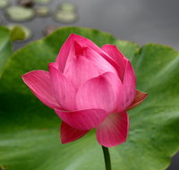 Free Meditation in Sydney