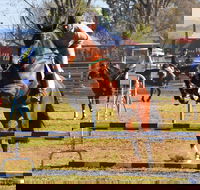 Glen Innes Pastoral and Agricultural Show - Northern Rivers Accommodation
