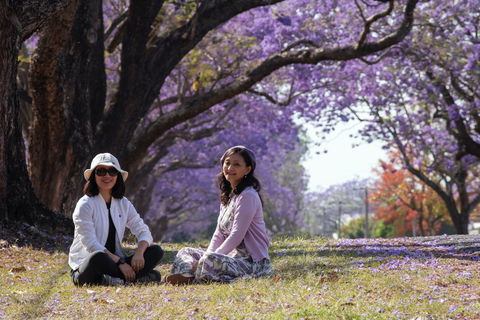Grafton Jacaranda Festival - Northern Rivers Accommodation 1