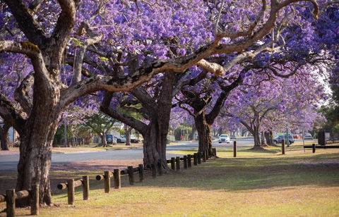 Grafton Jacaranda Festival - Northern Rivers Accommodation 2