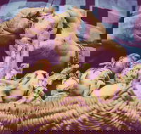 Grafton Farmers Market - Northern Rivers Accommodation