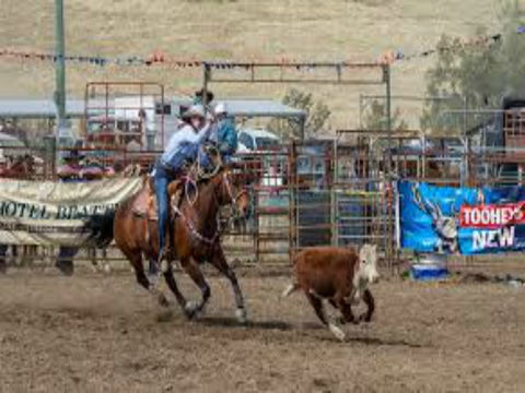 Gresford  Campdraft And Rodeo - Northern Rivers Accommodation 1