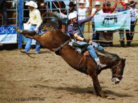 Gresford  Campdraft And Rodeo - Northern Rivers Accommodation 2