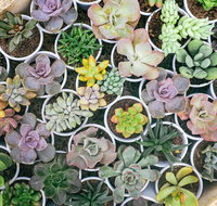 Indoor Plant Pop Up Event