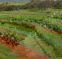 Razorback Ridge Wines Open Weekends - Northern Rivers Accommodation