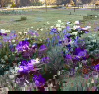 Riverina Iris Farm Open Garden and Iris Display - Northern Rivers Accommodation