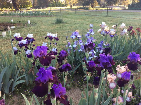 Riverina Iris Farm Open Garden And Iris Display - Northern Rivers Accommodation 0