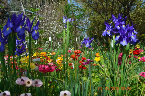 Riverina Iris Farm Open Garden And Iris Display - Northern Rivers Accommodation 1