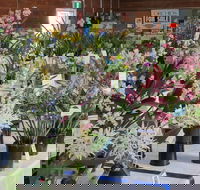 Sapphire Coast Orchid Club Spring Orchid Show - Northern Rivers Accommodation