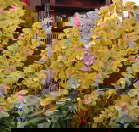 Sapphire Coast Orchid Club Winter Orchid Show - Northern Rivers Accommodation
