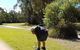 Straddie Festival Of Golf - thumb 2