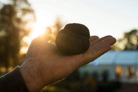 The Truffle Festival - Canberra Region - Northern Rivers Accommodation 0