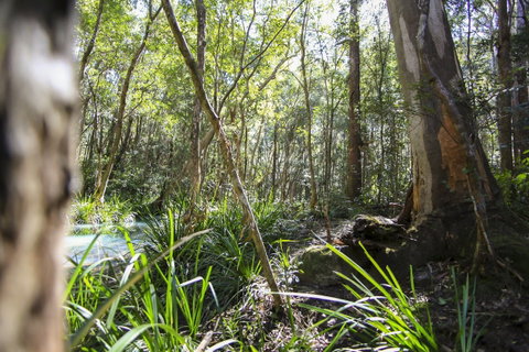 Bottlebutt Bash Trail Run - Northern Rivers Accommodation 0