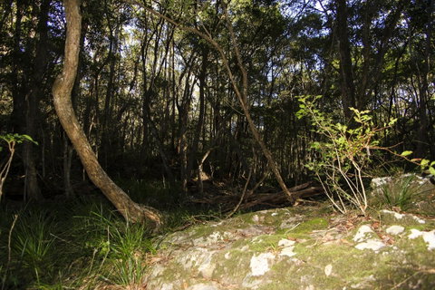 Bottlebutt Bash Trail Run - Northern Rivers Accommodation 1