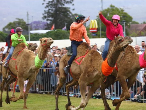 Camel Races At Penrith Paceway - Northern Rivers Accommodation 0