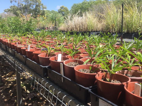 Conservation Volunteers Australia Townsville - Ocean View Nursery - Northern Rivers Accommodation 2