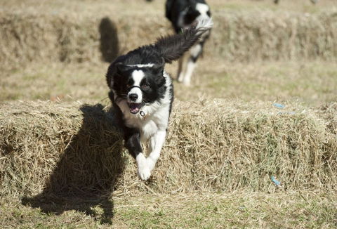 Great Nundle Dog Race - Northern Rivers Accommodation 0