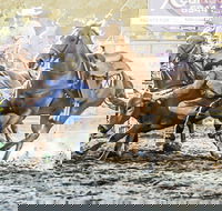 Gundagai Rodeo - Northern Rivers Accommodation