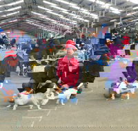 Hamilton Jack Russell Terrier and Hunting Dog Show - Northern Rivers Accommodation