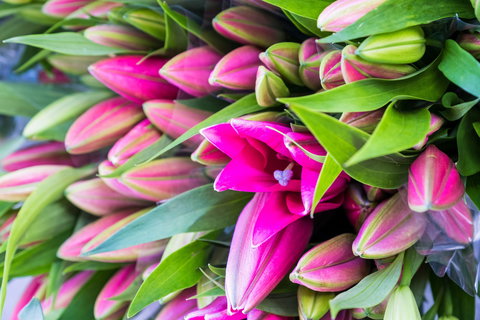 Harvest Launceston Community Farmers' Market - Northern Rivers Accommodation 0