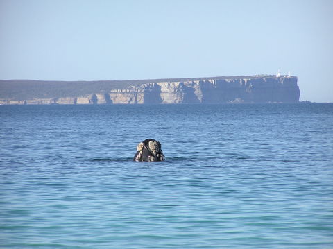 Jervis Bay's Sydney To Hobart Experience - Northern Rivers Accommodation 0