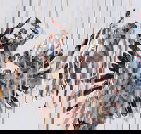 Pulse Perspectives - Virtual Exhibition - Northern Rivers Accommodation