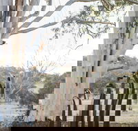 Sculptures in the Garden - Northern Rivers Accommodation