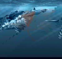 Sea Monsters - Prehistoric Ocean Predators - Northern Rivers Accommodation