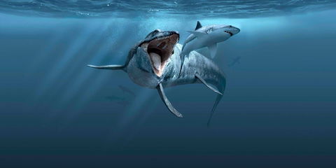 Sea Monsters - Prehistoric Ocean Predators - Northern Rivers Accommodation 0