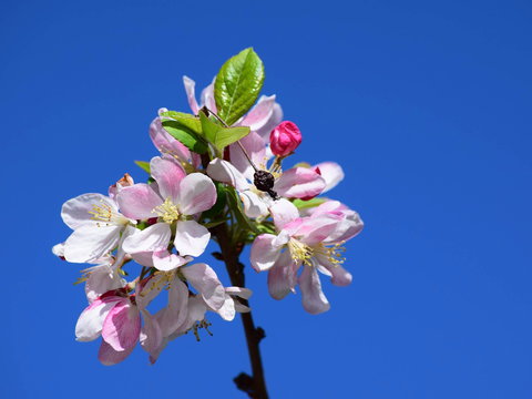 Spring Time At Hunter Valley Gardens - Northern Rivers Accommodation 0