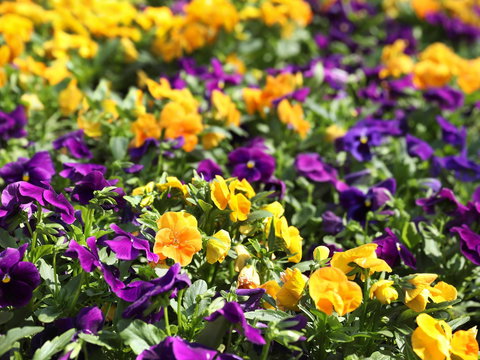 Spring Time At Hunter Valley Gardens - Northern Rivers Accommodation 2