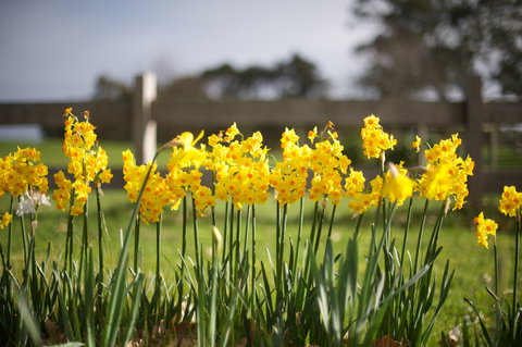 Sunday At Cruden Farm - Northern Rivers Accommodation 0