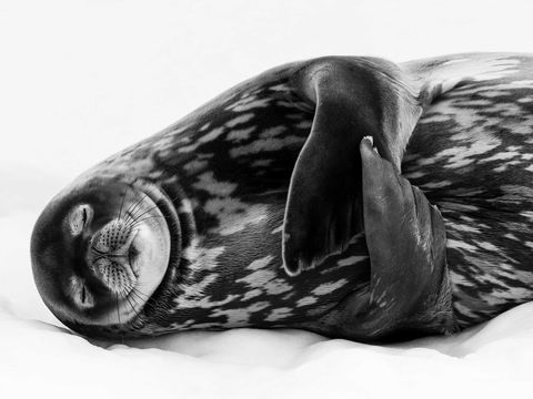 Wildlife Photographer Of The Year - Northern Rivers Accommodation 0