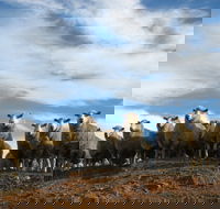 Annual Bredbo Sheep Dog Trials - Northern Rivers Accommodation