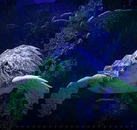 Sydney's Aquarium - Northern Rivers Accommodation