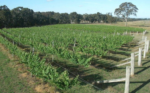 Yarralaw Springs Wines  - Cellar Door Wine Tasting - Northern Rivers Accommodation 1