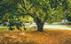 Federation Gardens & Possums Hideaway - thumb 6