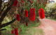 Margaret River Holiday Cottages - thumb 2