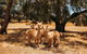 Margaret River Holiday Cottages - thumb 5
