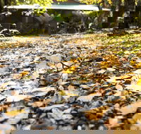 Cradle Forest Inn - Northern Rivers Accommodation