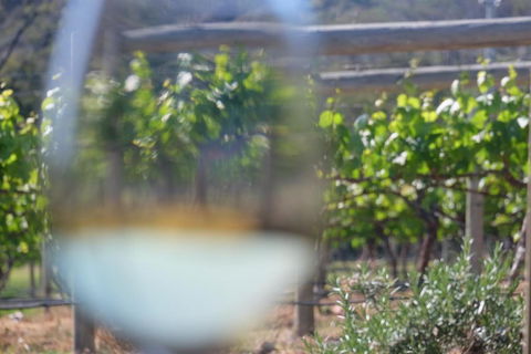 Every Man & His Dog Vineyard - Northern Rivers Accommodation 4